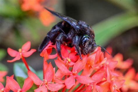 bee in the philippines